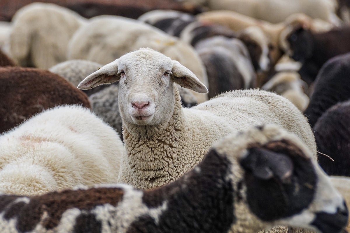 Vernachlässigte Schafe: Staatsanwaltschaft fordert Strafen und ein Tierhalteverbot für den Schäfermeister