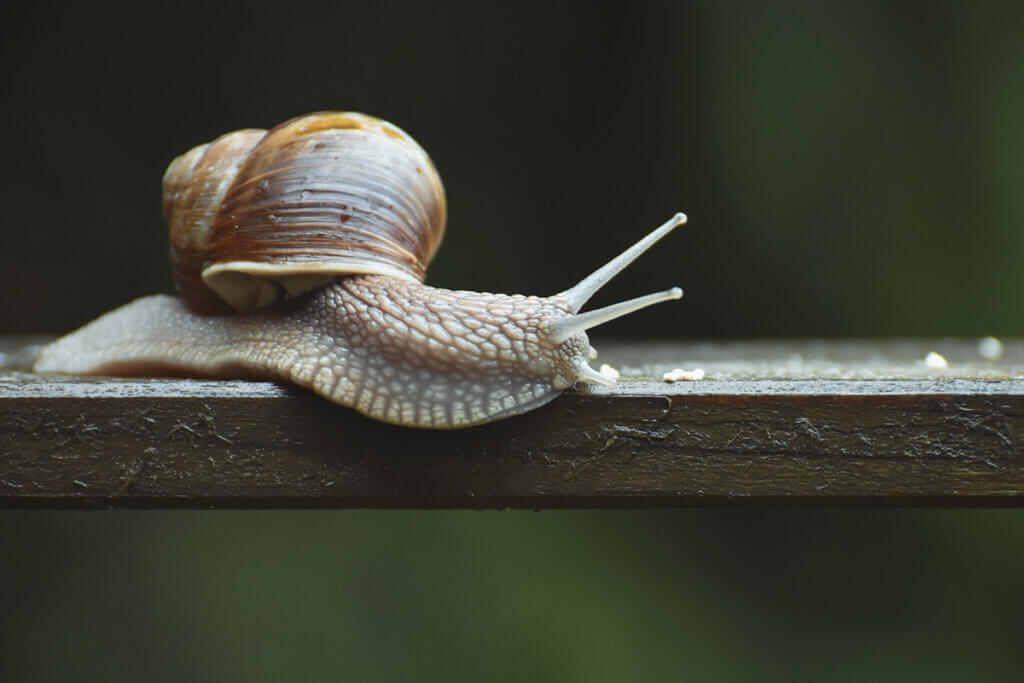 Schnecke auf einem Holzbrrett