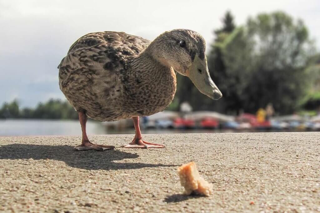 Ente mit Brot auf dem Boden