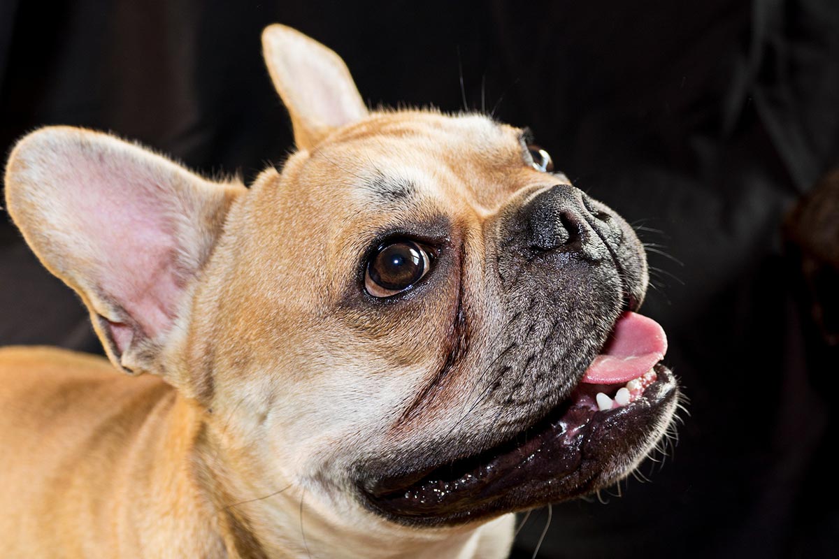 Franzoesische Bulldogge schaut nach oben mit herausgestreckter Zunge