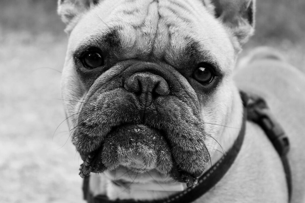 nahaufnahme franzoesische bulldogge