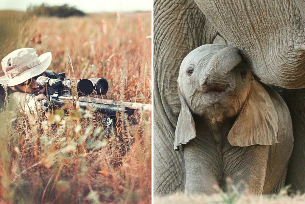 Collage Jaeger und Elefant