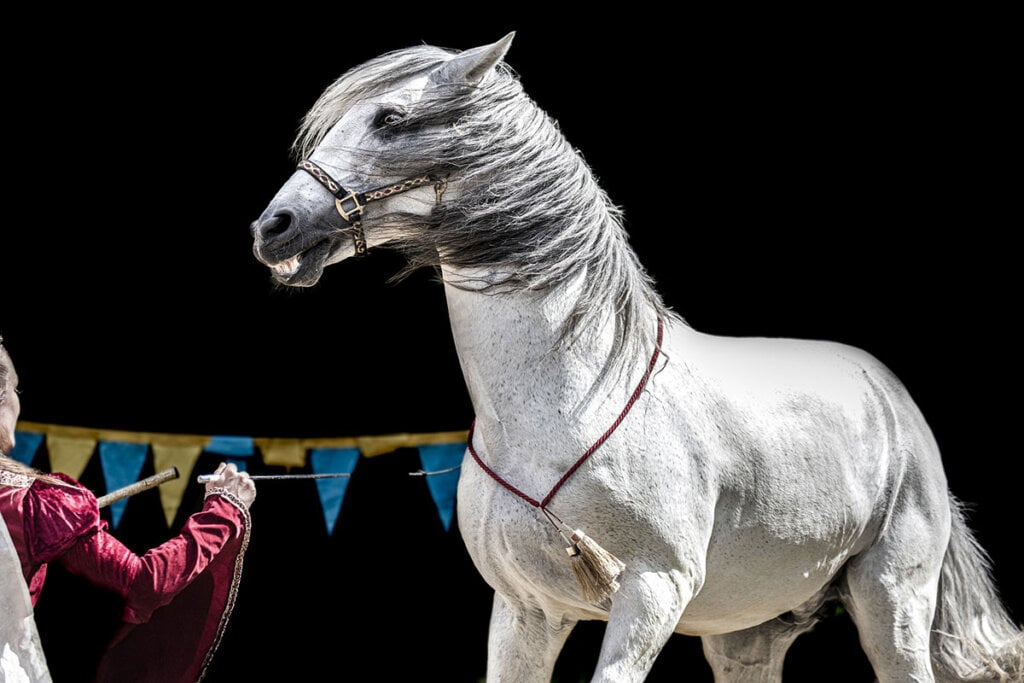 Pferd im Zirkus
