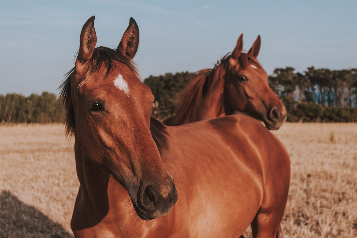 Wo kann ich ein Pferd retten? Infos zu „Schlachtpferden“ und Co.
