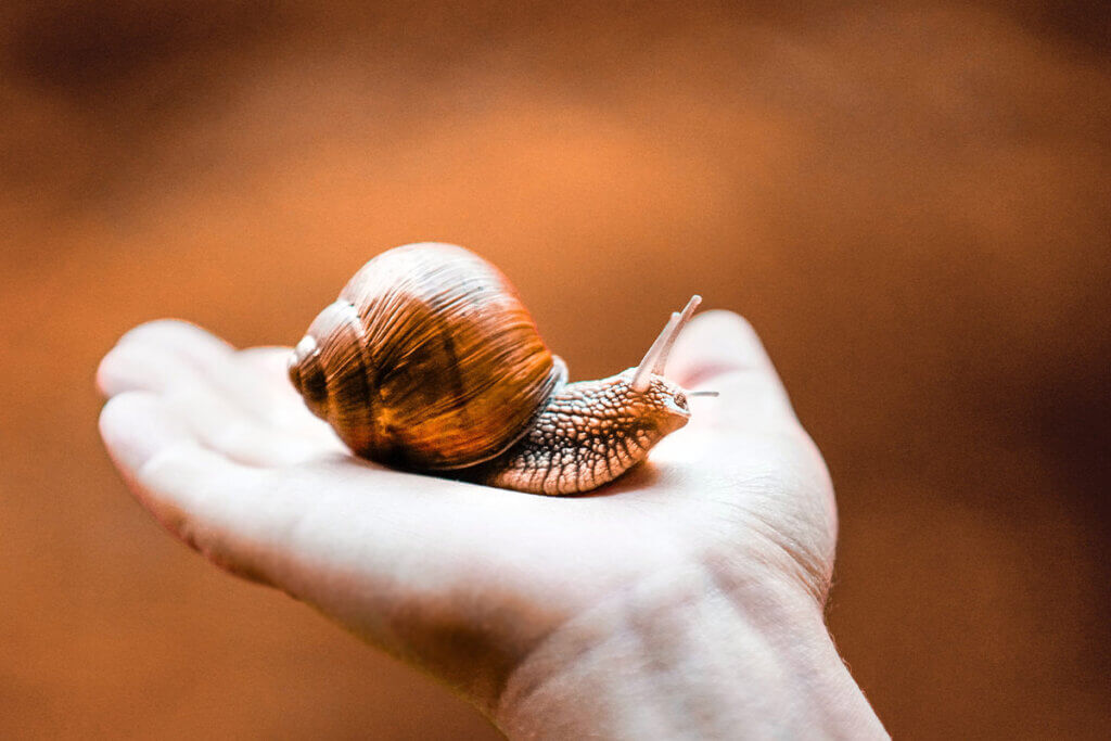 Schnecke in der Hand