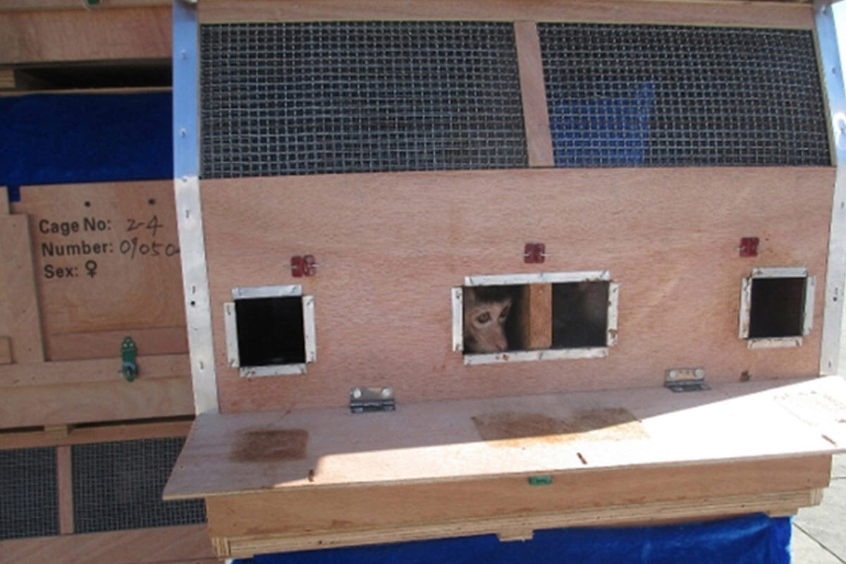 Affe in Transportbox aus Holz