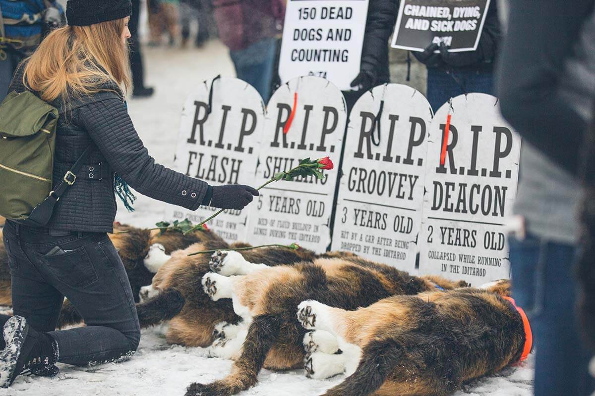 Iditarod: Tierquälerei, tote Hunde und abspringende Sponsoren