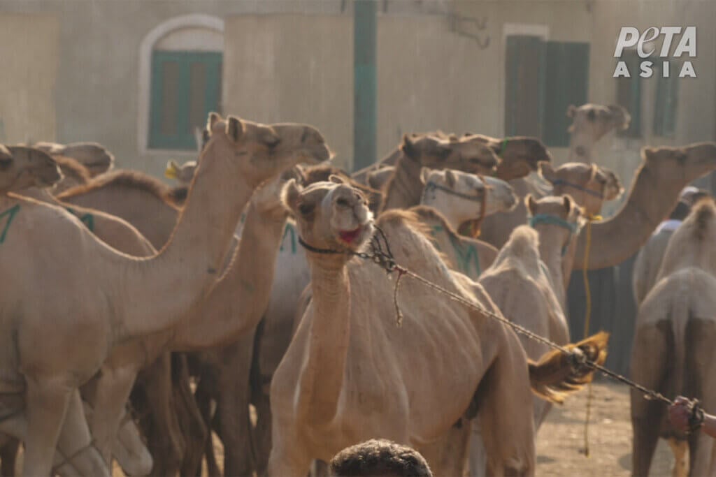 Kamel wird an einer Schlinge um den Hals gezogen