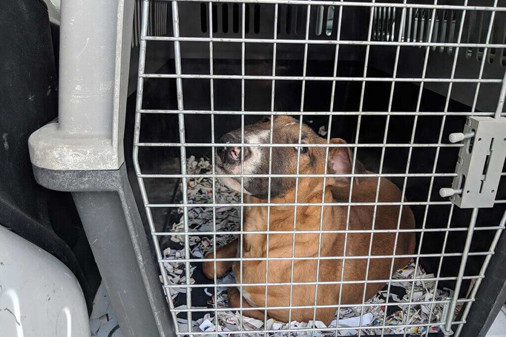 hund in einer hundebox