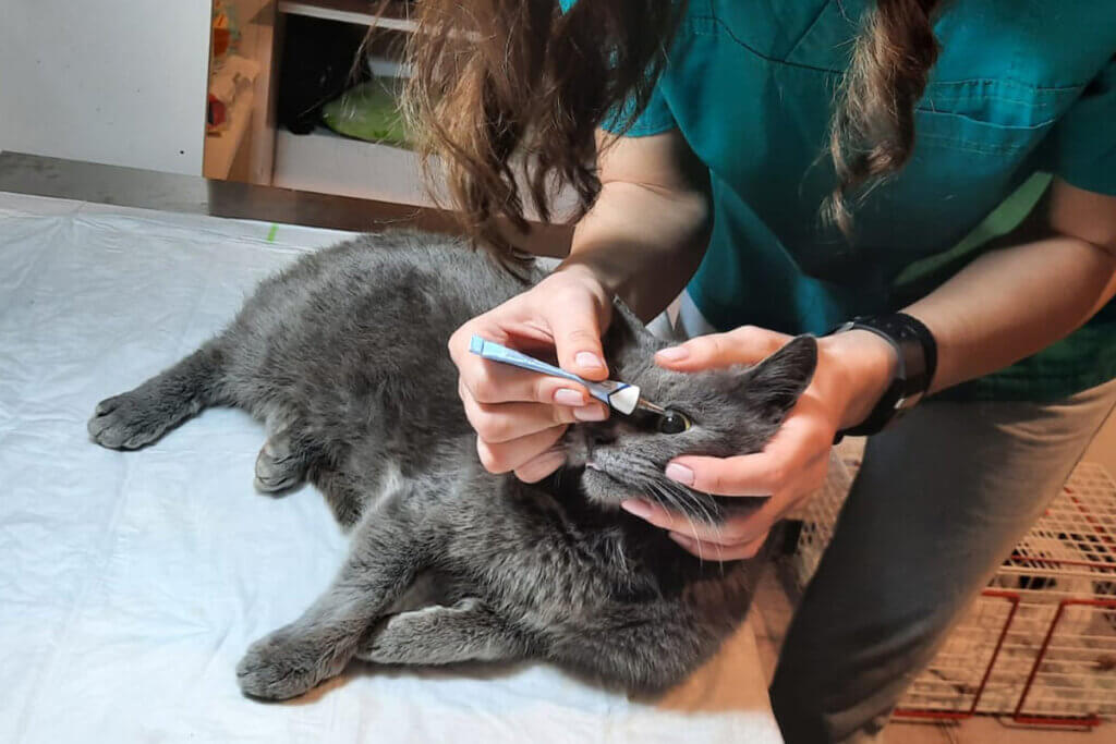 Katze wird medizinisch versorgt