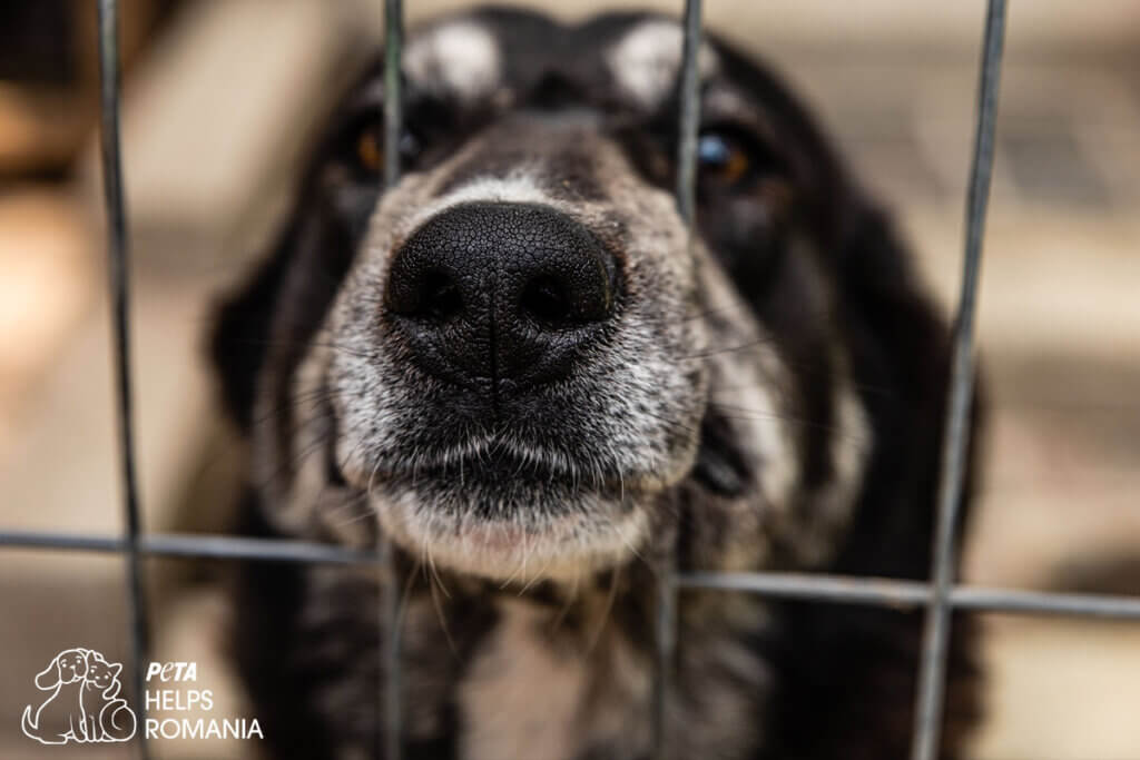 Hund streckt Schnauze durch den Zwingerzaun