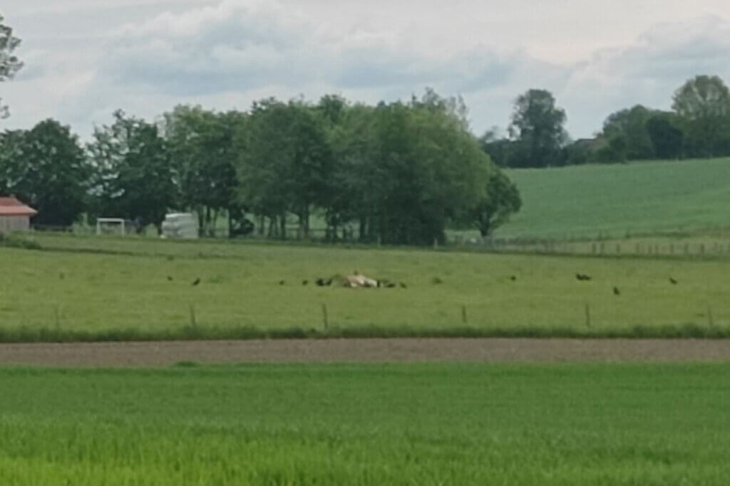 Geschwaechte Kuh liegt auf der Weide