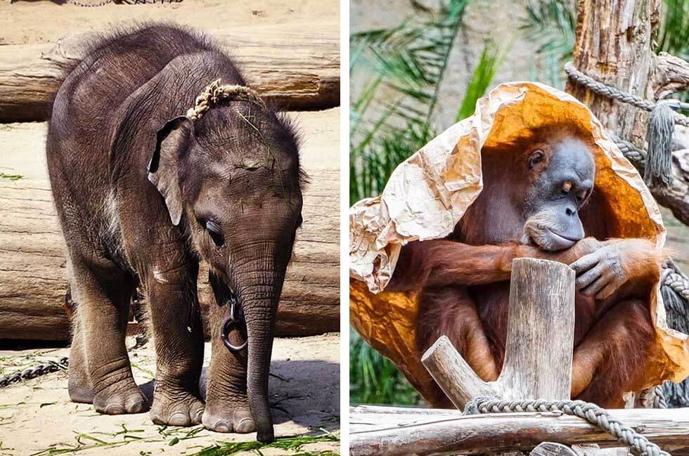 Zoo Hannover beendet Elefantenzucht – und holt Orang-Utans