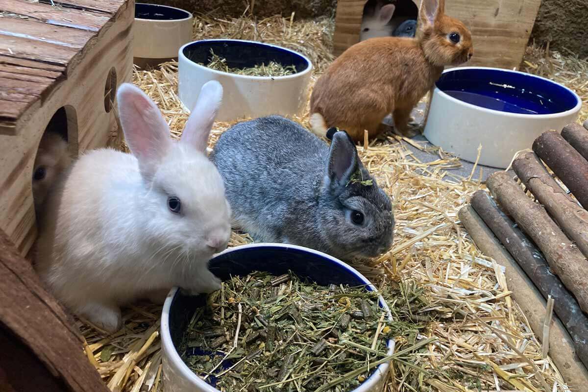 Kaninchen aus einer Zoohandlung