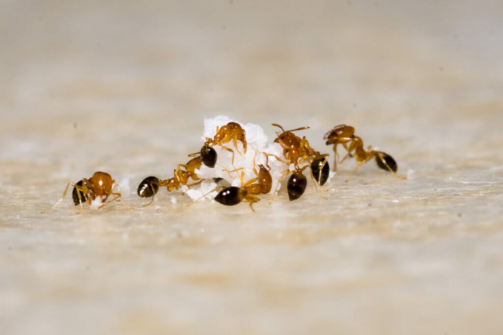 Nahaufnahme einer Gruppe von Ameisen, die von einem Zuckerkristall isst.