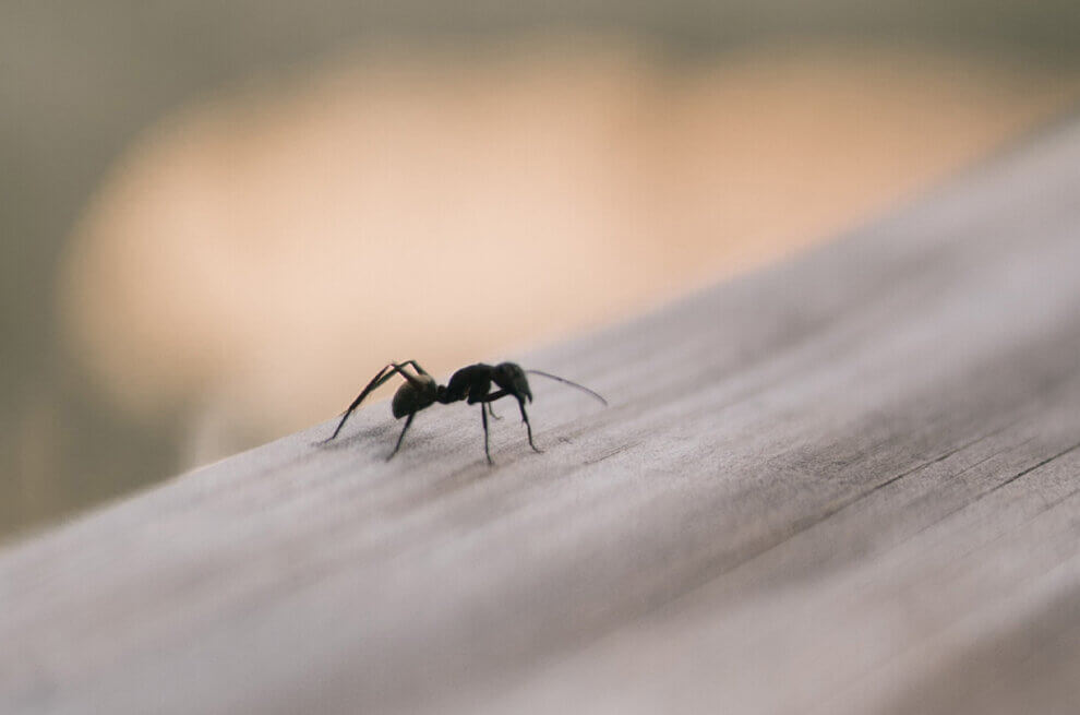 Eine schwarze Ameise steht auf einem Holzbalken.