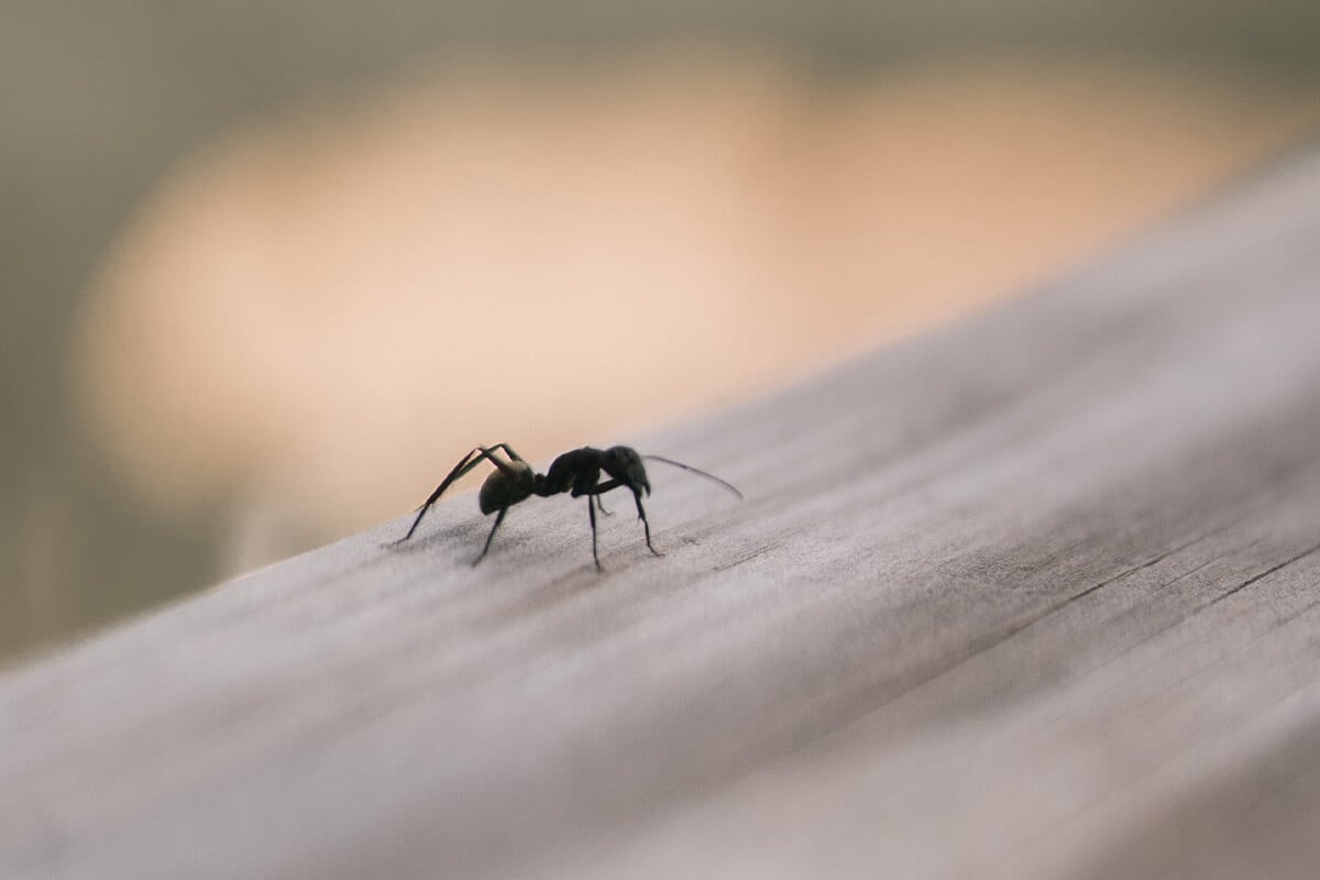 Ameisen im Haus: Tierfreundliche Tipps und Hausmittel