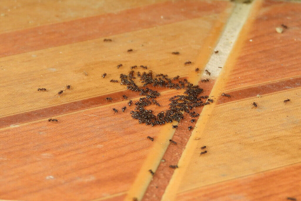 Ein im Kreis angeordneter Haufen Ameisen auf einem Holzboden.