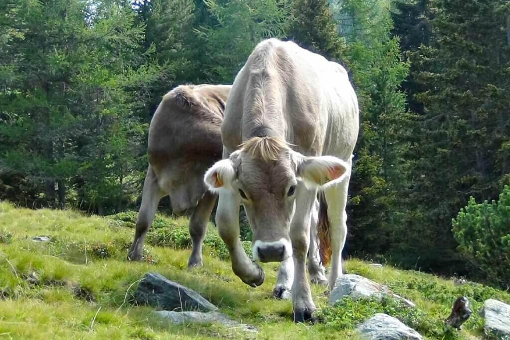 Kuh senkt Kopf und scharrt mit den Vorderhufen