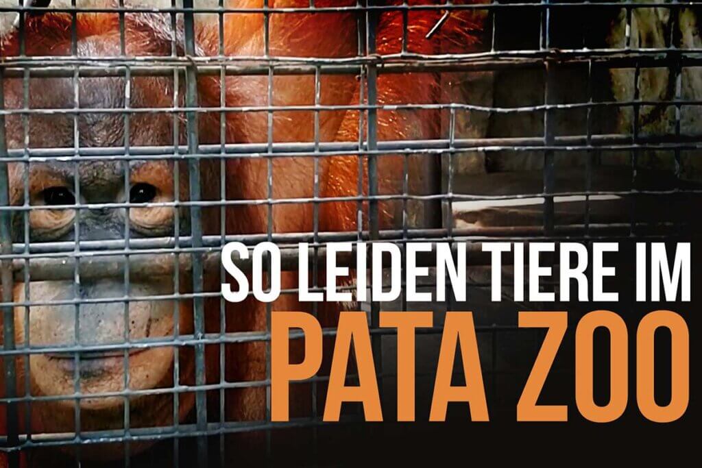 Pata Zoo Affe