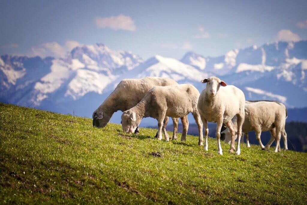 Schafe grasen auf einer Almwiese