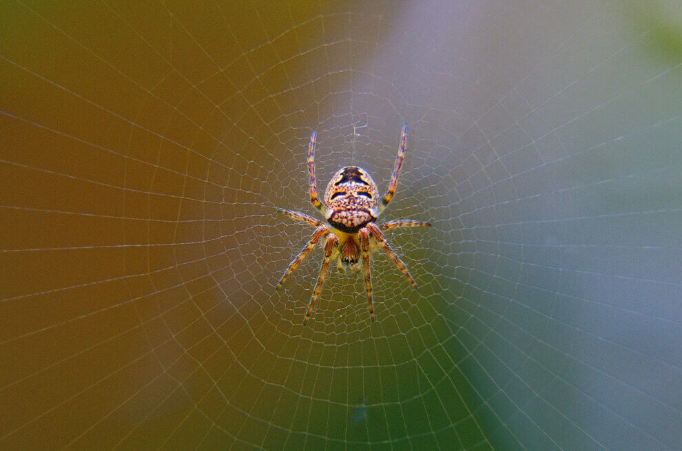 Spinne haengt im Netz
