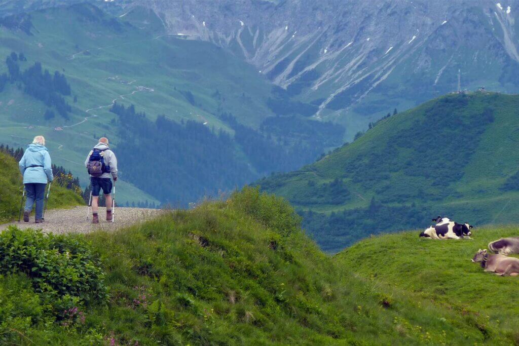 Wanderer laufen neben einer Kuhherde vorbei