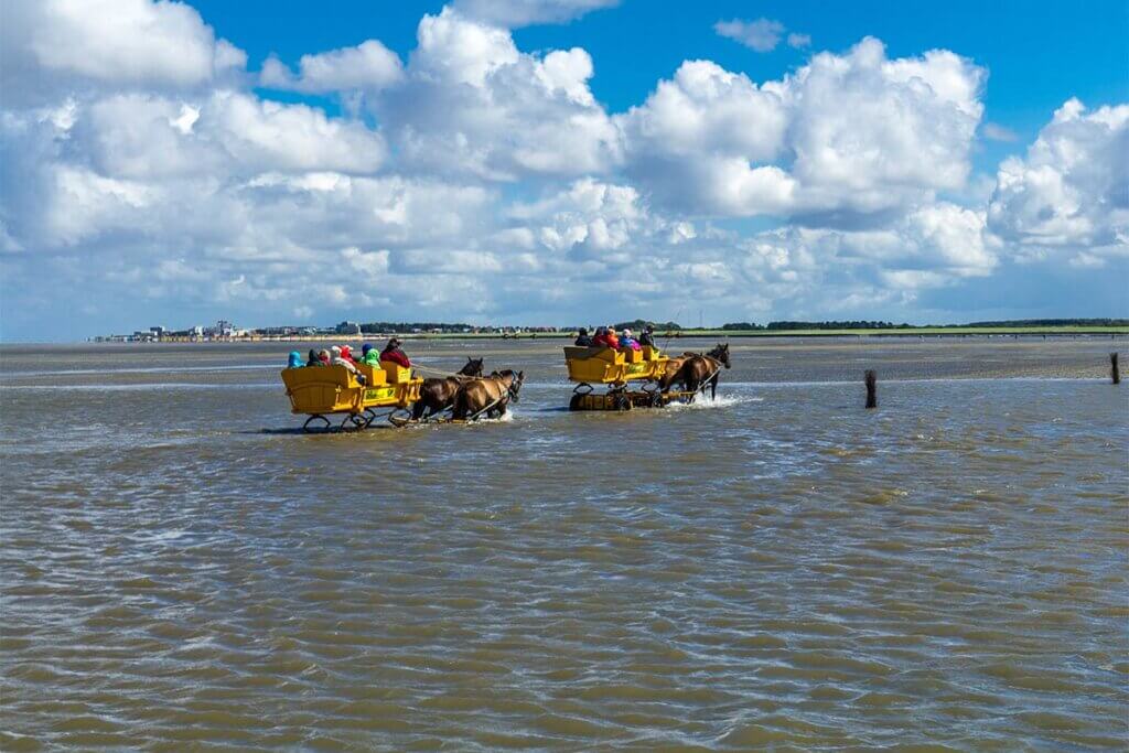 Pferdekutschen fahren durchs Wattenmeer