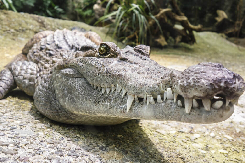 krokodil