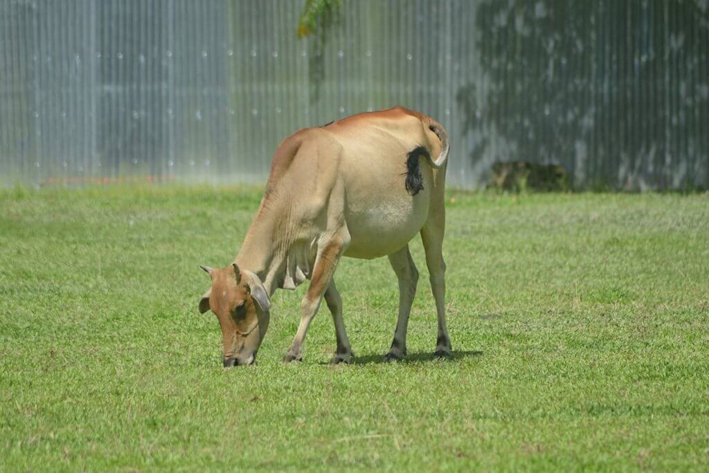 kuh frisst gras auf der weide