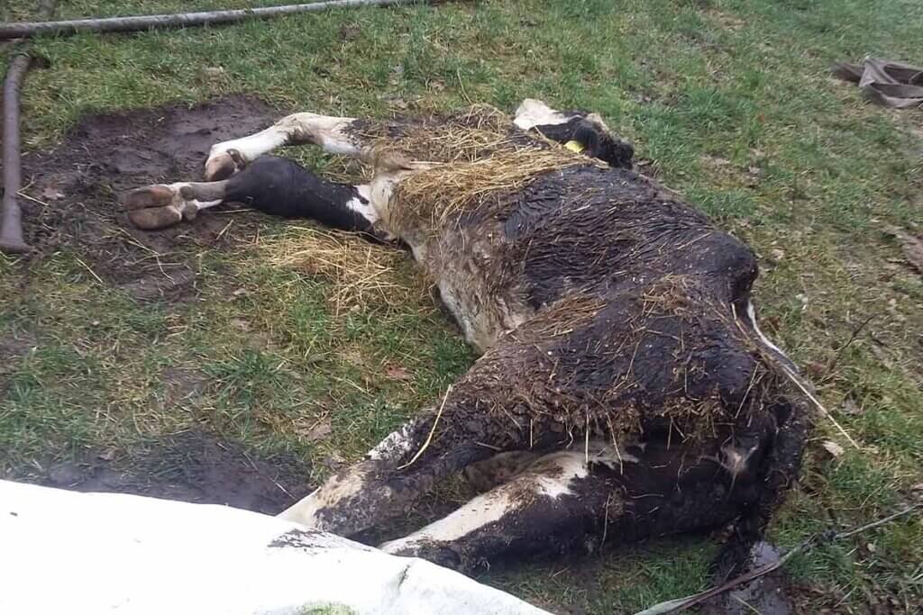 Tote Kuh auf der Weide