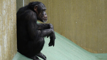 Schimpanse sitzt im Zoogehege