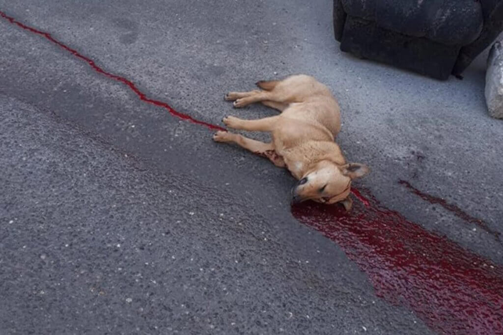 Erschossener Hund auf blutiger Strasse