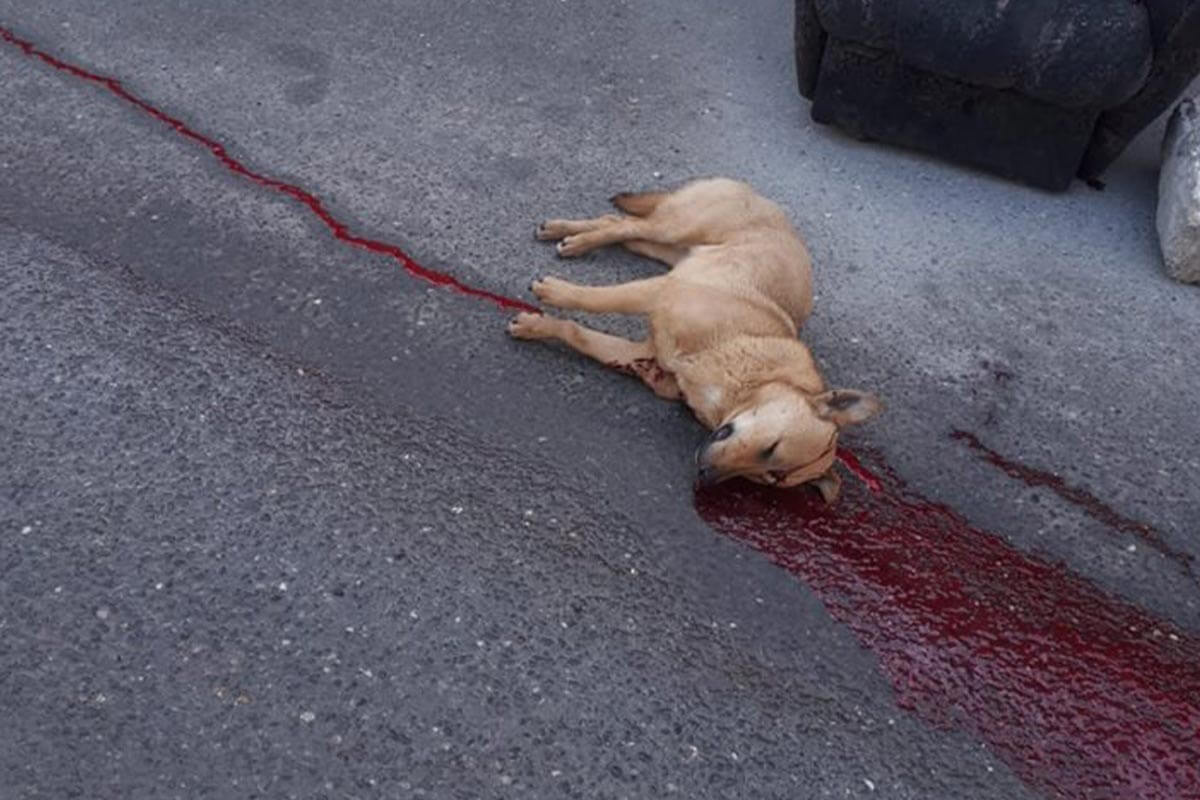 Petition: Tötung von Straßenhunden in Aserbaidschan jetzt beenden!