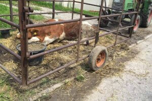 Geschwaechte Kuh eingesperrt auf einem Anhaenger