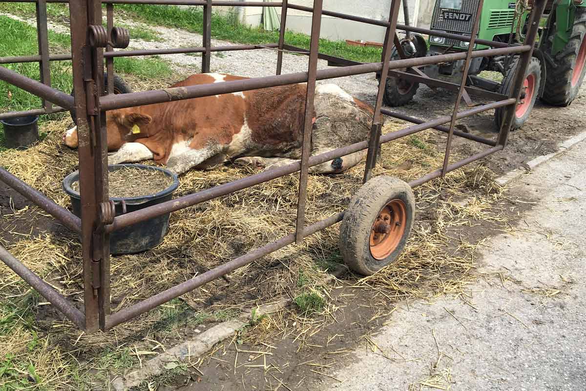 Simulation statt Tierschutz: Landwirt setzt Kühen VR-Brillen auf