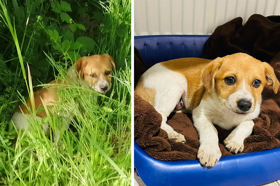 Kleine Hündin im Wald ausgesetzt: Die Rettung von Ally