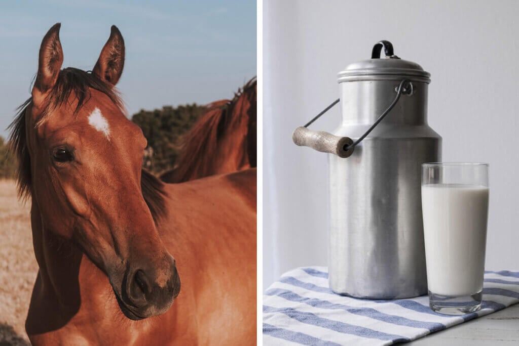 Pferd und Milch
