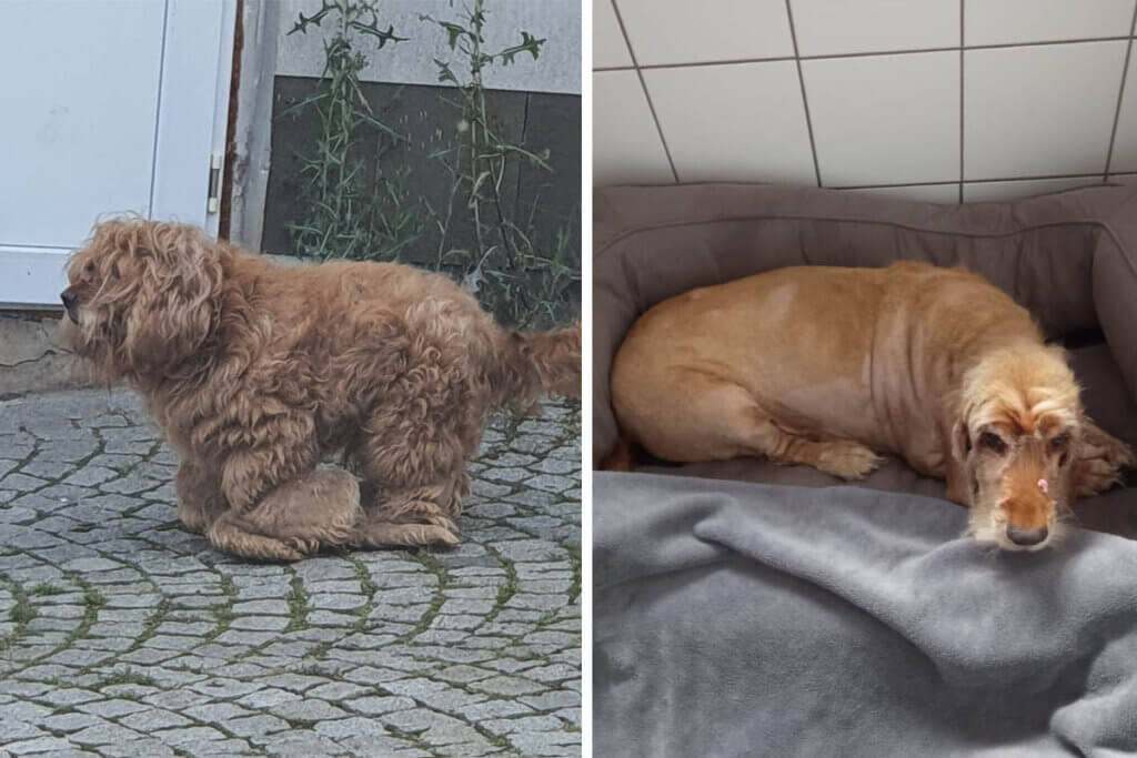 Collage Hund mit viel Fell und rasiert