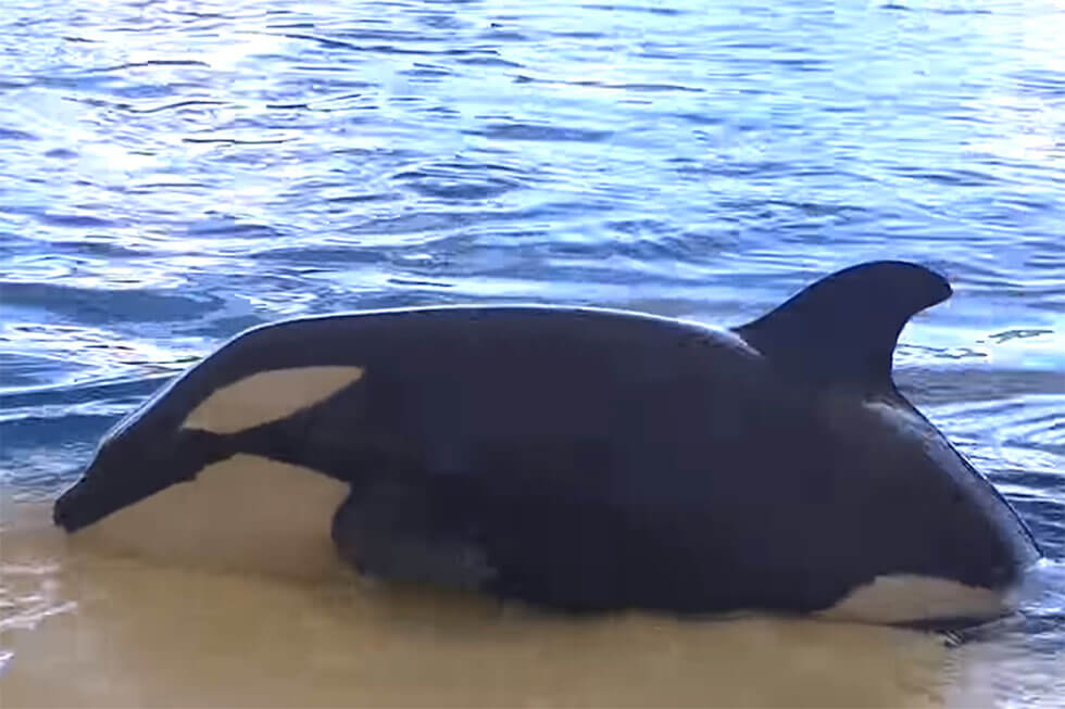 Loro Parque Teneriffa: Orca-Kind Ula stirbt in Gefangenschaft