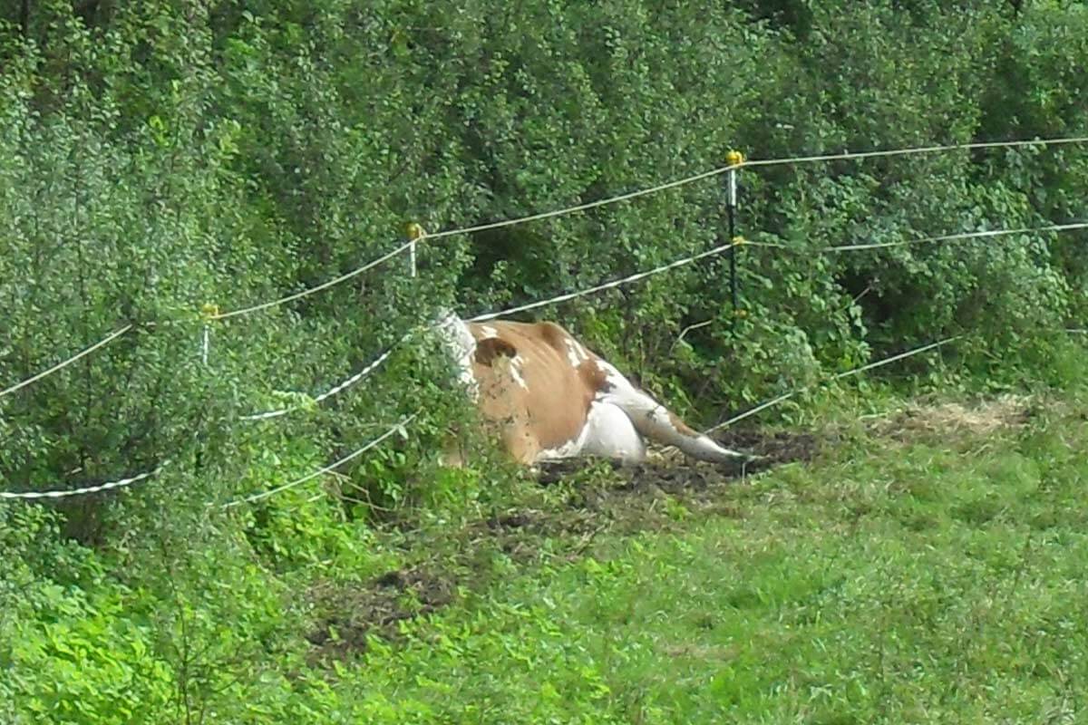 Kuh liegt im Zaun