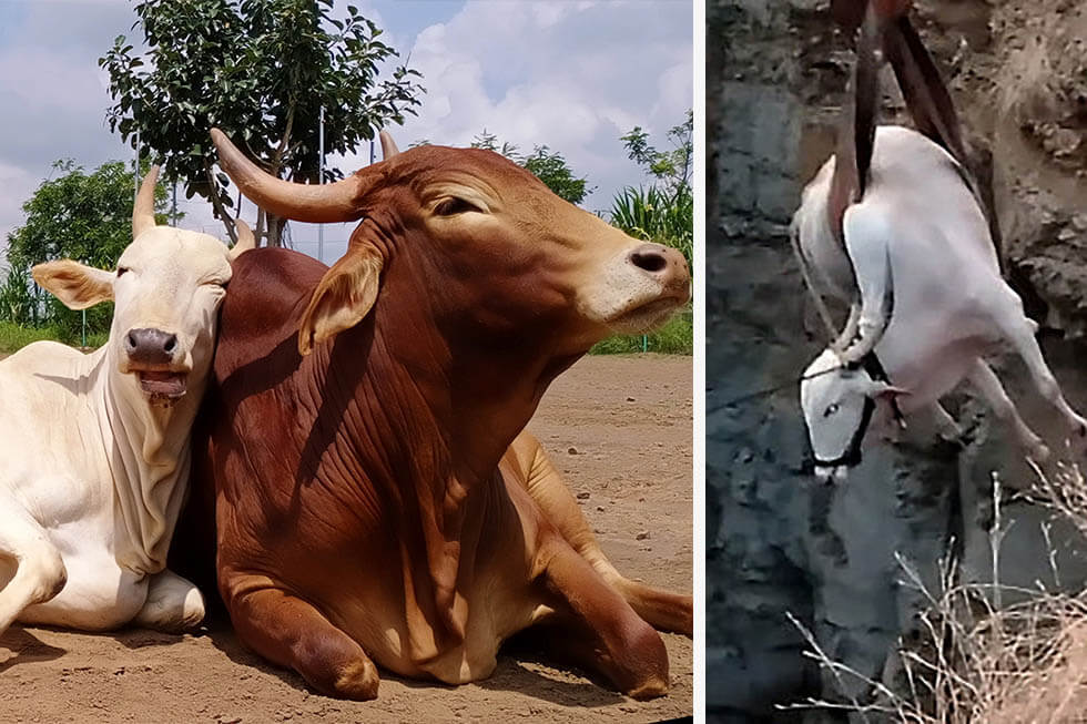 Collage Kuehe und Kuh wird mit Seilzug gerettet