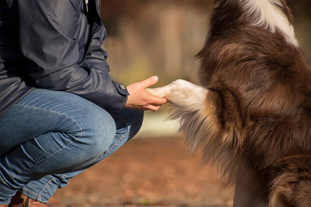Warum Sie niemals einen Australian Shepherd kaufen sollten
