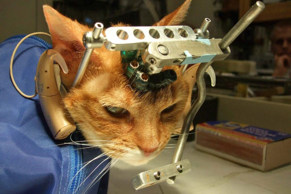 Tierversuche an Katze