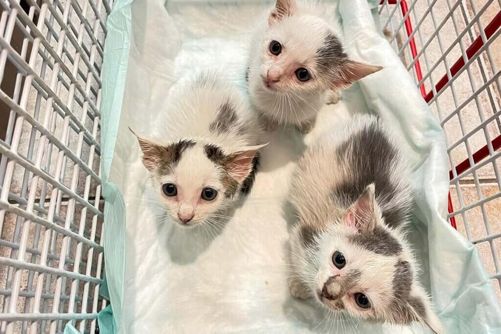 Katzenbabys
