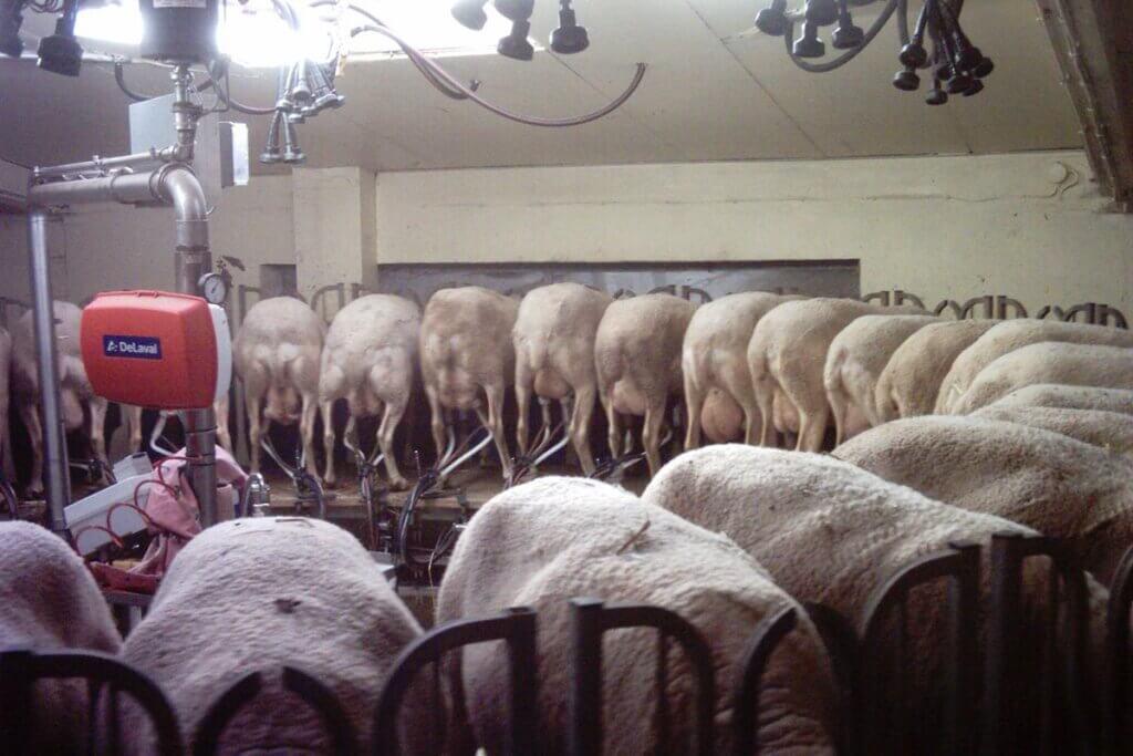 Schafe beim Melken