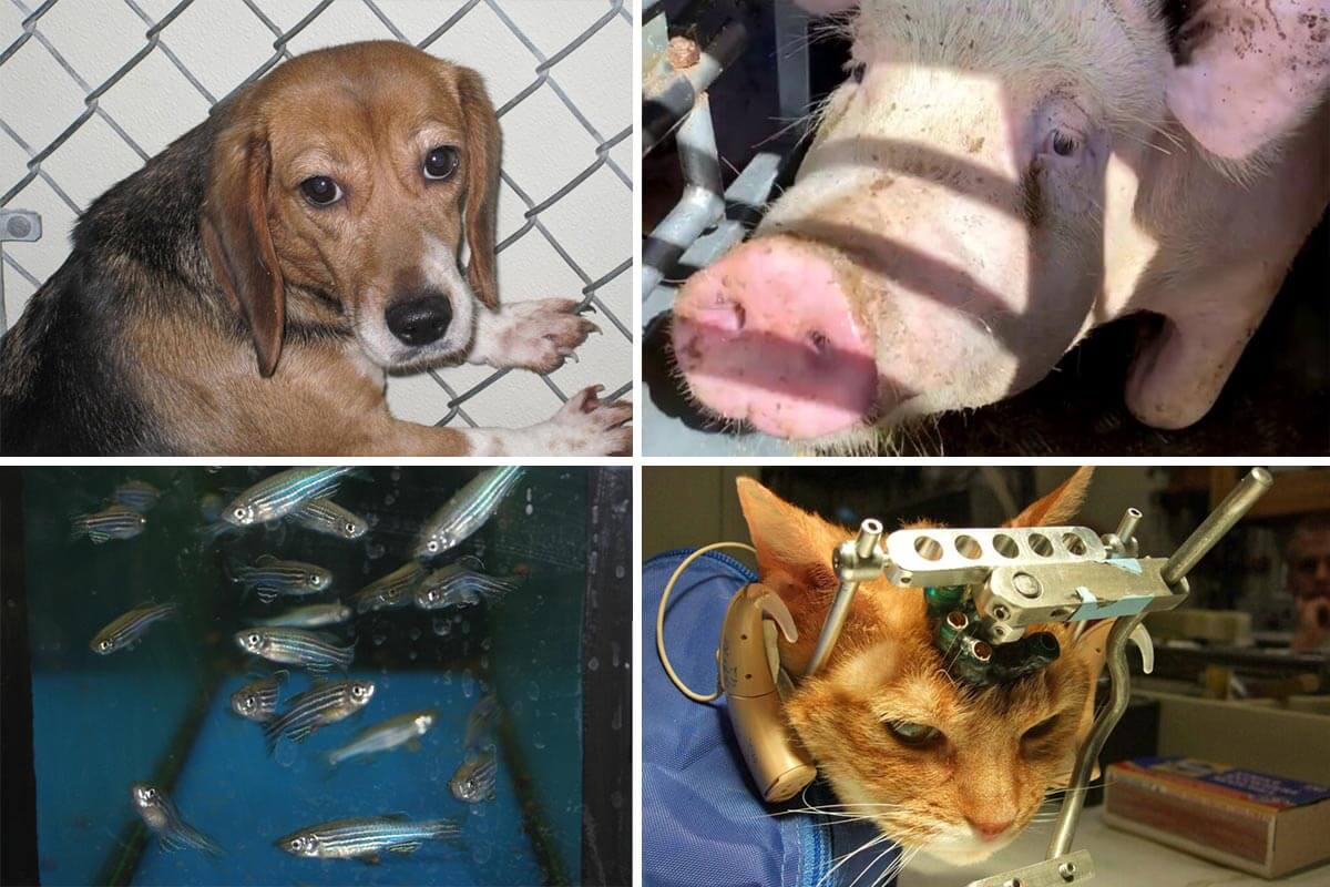 Tierarten die in Tierversuchen ausgebeutet werden