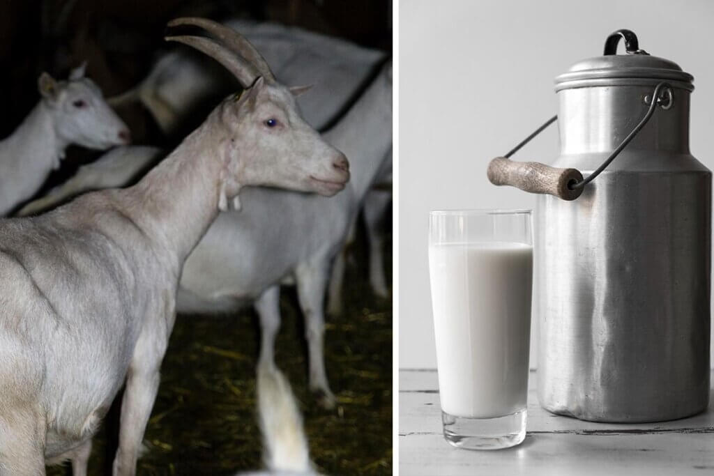 Ziegenmilch