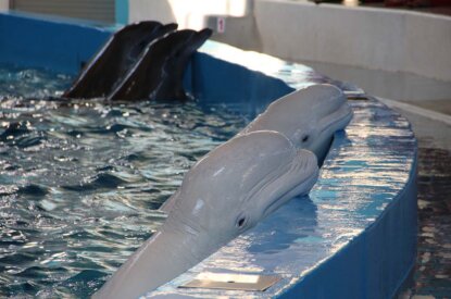 delfine in einem wasserbecken