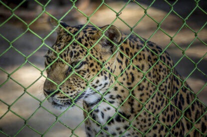 Leopard hinter Gitterzaun